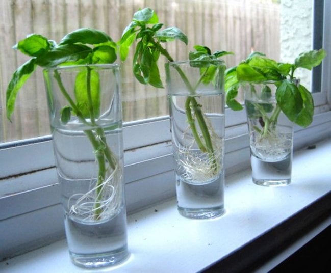 Vasos colocados sobre una bentana mientras tienen agia u una planta de albahaca 
