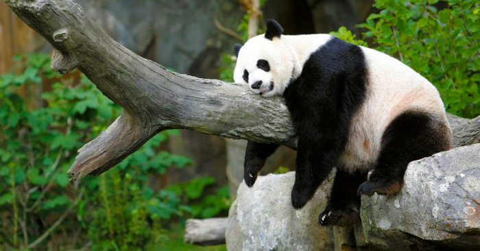 Esta PANDA fue acusada de fingir un EMBARAZO, sólo para conseguir mejor comida