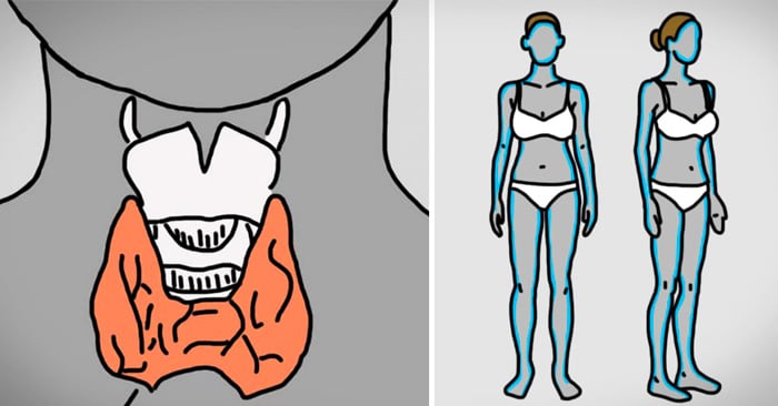 12 Millones de mujeres ignoran los síntomas del trastorno de la tiroides. ¡Conoce estas 12 señales!