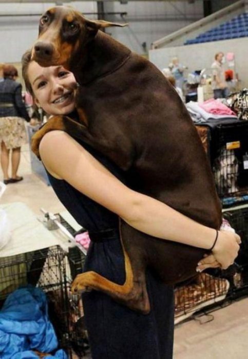 Perro doberman grande siendo cargado por su dueña 