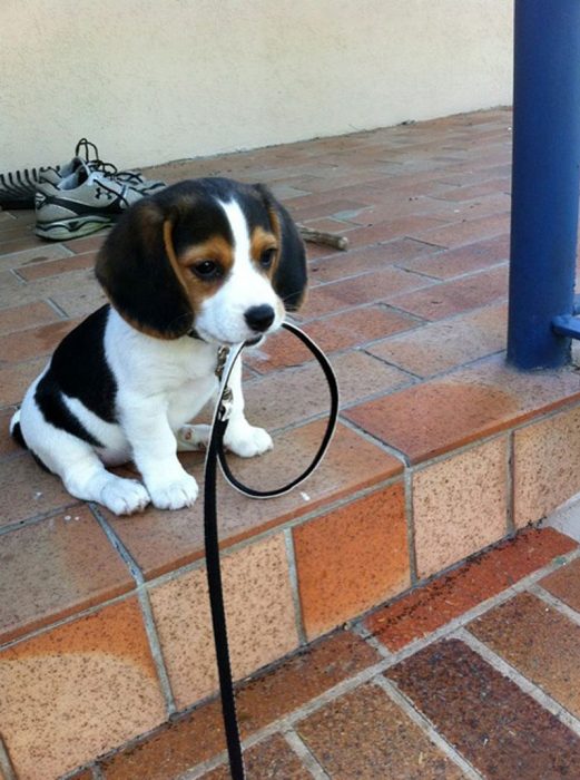 Perro llevando una correa 