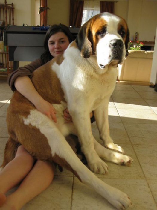 Perro San Bernardo encima de su dueña 