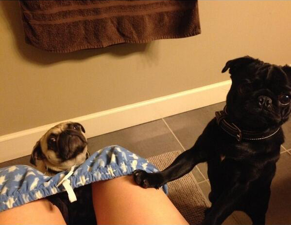 Perros pugs acompañando a su dueña en el baño