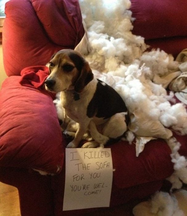 Perro beagle que rompió el sillón 