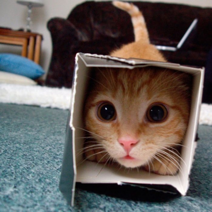 Gato jugando con un caja 