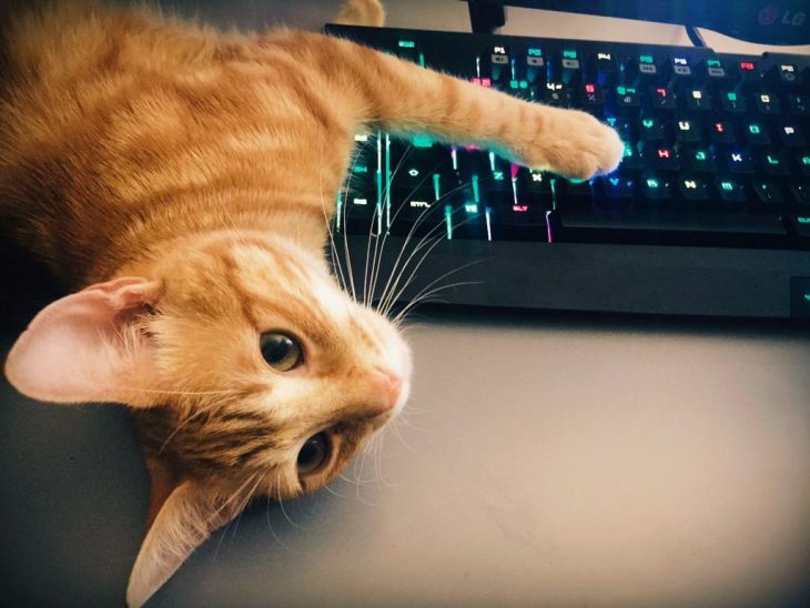 Gato anaranjado sobre un teclado de computadora 