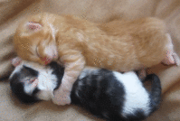 gif gatitos duermen juntos