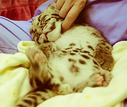tigre bebé durmiendo