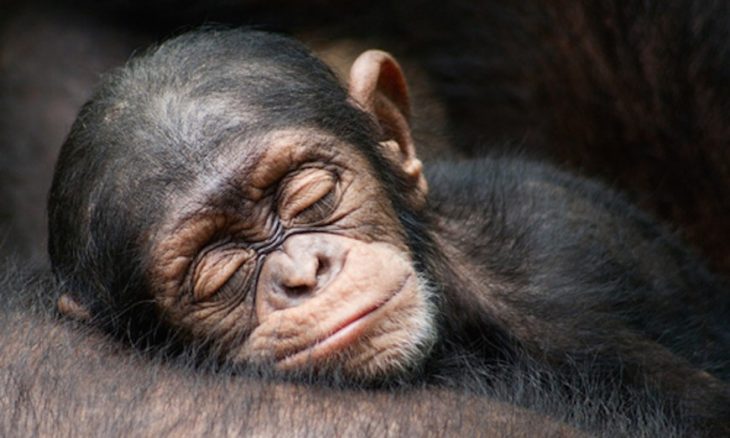 mono bebé durmiendo en el pecho de su mamá