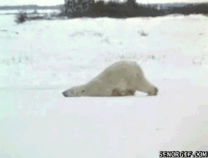 gif oso polar arrastrándose por el hielo