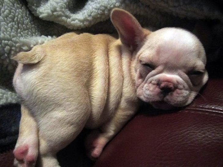 cachorro durmiendo en sillón