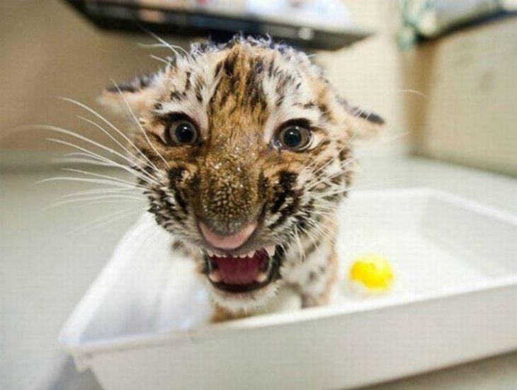 tigre bebé en baño de tina