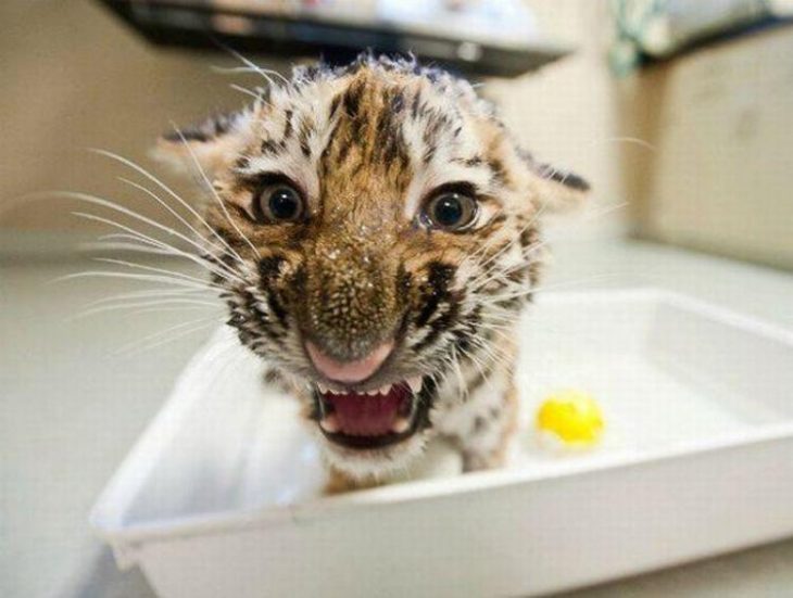 tigre bebé en baño de tina