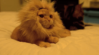 gatito disfrazado de león bosteza