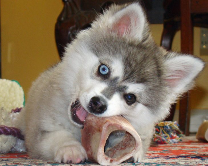 cachorro husky comiendo hueso