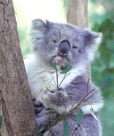 gif koala masticando hojas
