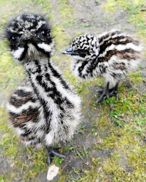 aves bebé volteando a la cámara