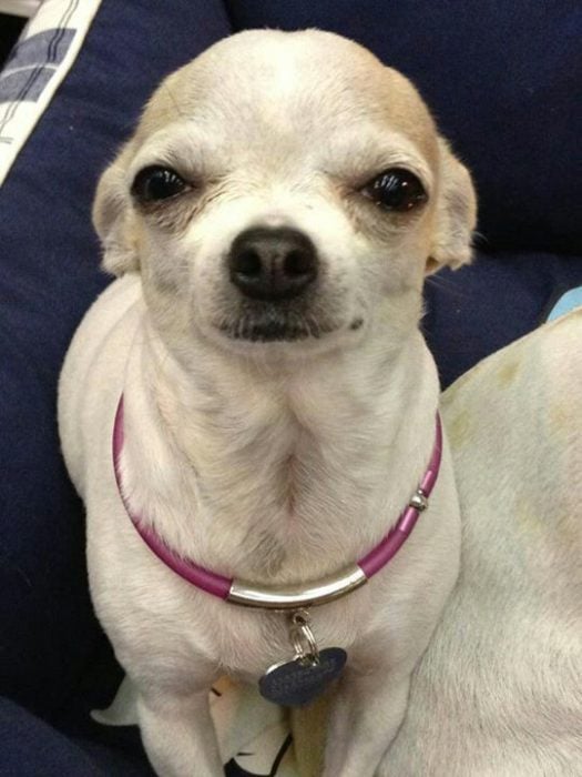 perro chihuahua ojos sospechosos