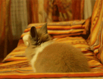Conejitos Tiernos Gif