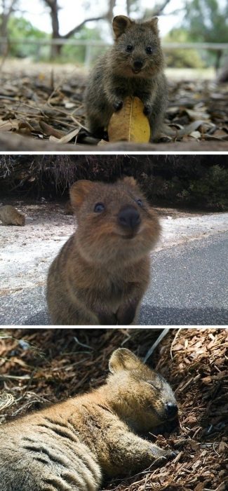 bebé quokka feliz 