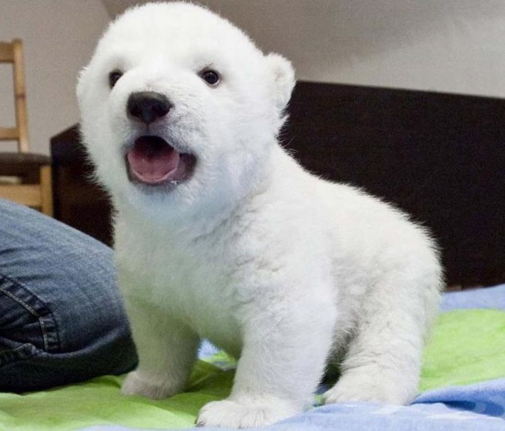 Oso polar en una cama rugiendo 