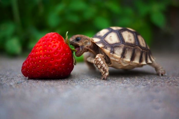 tortuga bebé comiendo una fresa 