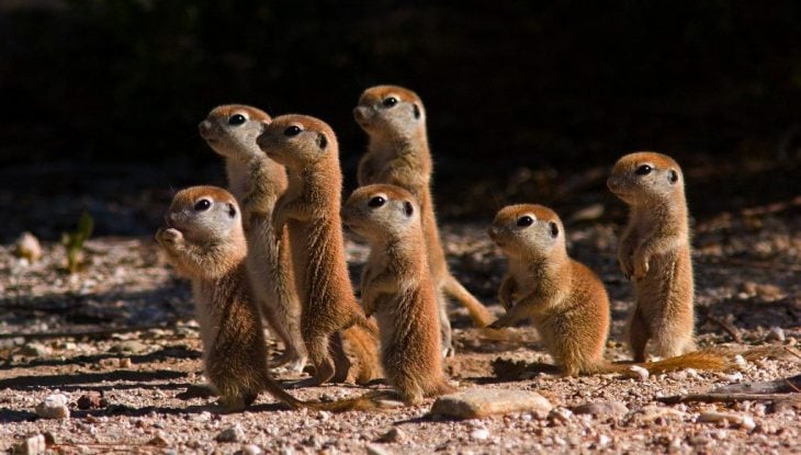 pequeños bebés suricata 