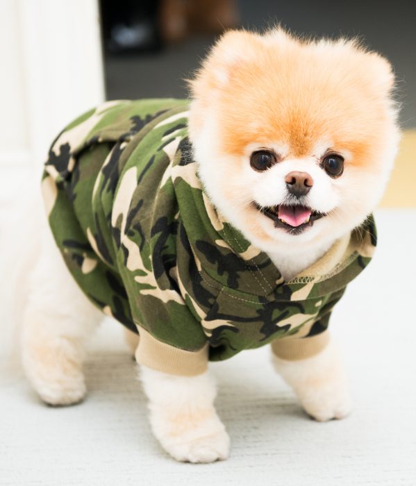 perrito pomerian vestido de miliar 