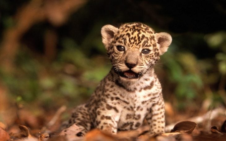 Tigre bebé sobre hojas 