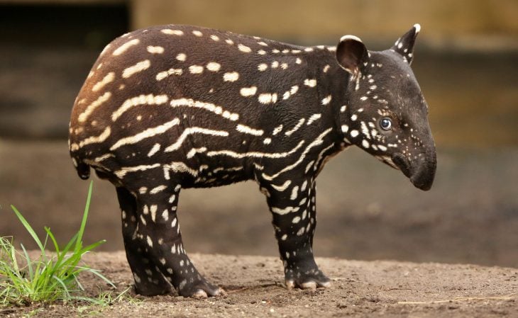 bebé tapir de color café con manchas color crema 