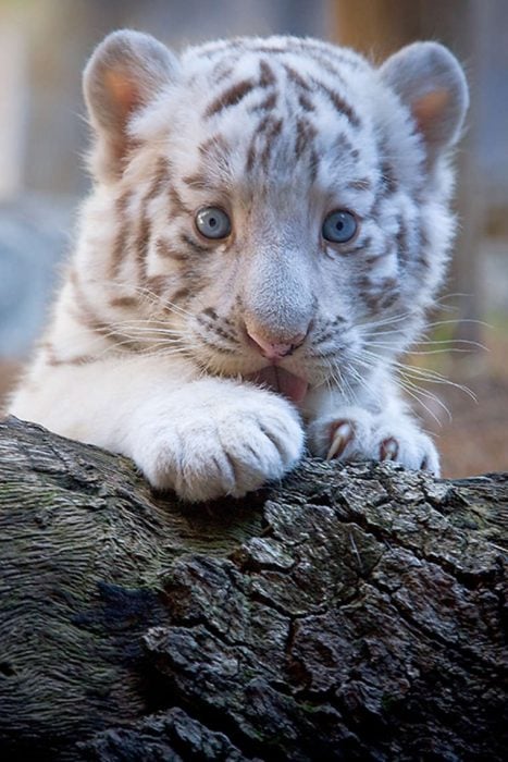 Bebé tigre albino sobre un tronco de un árbol 