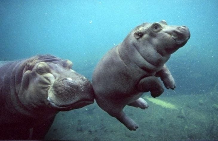 Hipopotamo bebé aprendiendo a nadar audado por si mamá 