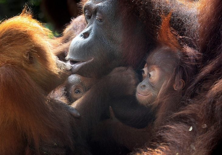 bebés orangutanes