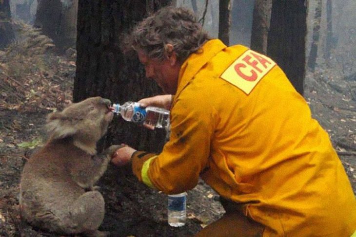 bombero da agua a un koala durante incendio