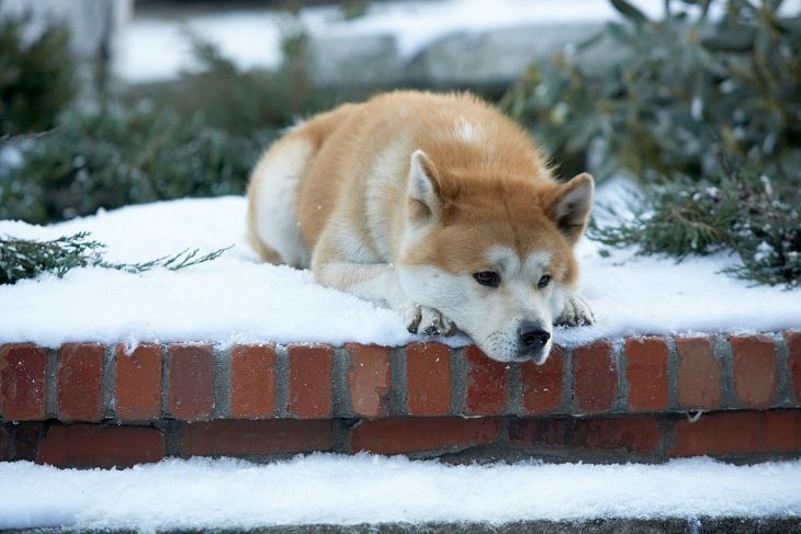 Escena de la película hachiko perro en la nieve recostado 