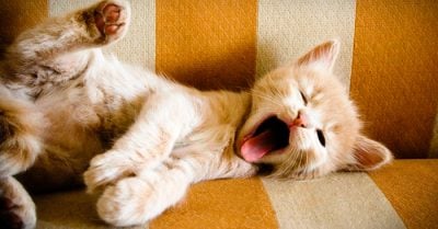 25 Animales dormilones que son los más tiernos de todo el mundo. ¡Pero qué sueño!