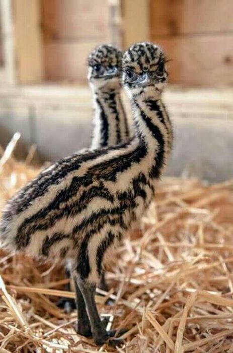 Emus bebés 