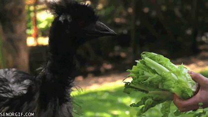 GIF de emu comiendo lechuga 