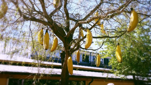Árbol con plátanos colgando 