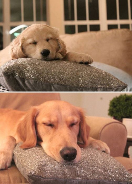 Perro antes y después de crecer recostado sobre un cojin 