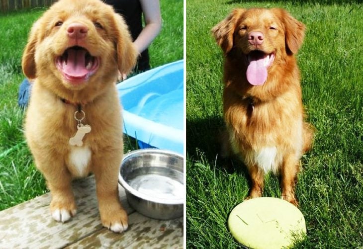 Perro antes y después de crecer parado en un jardín 
