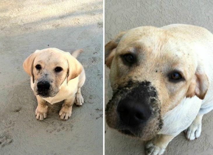 Perro antes y después de crecer con la nariz cubierta de lodo como cuando era pequeño 