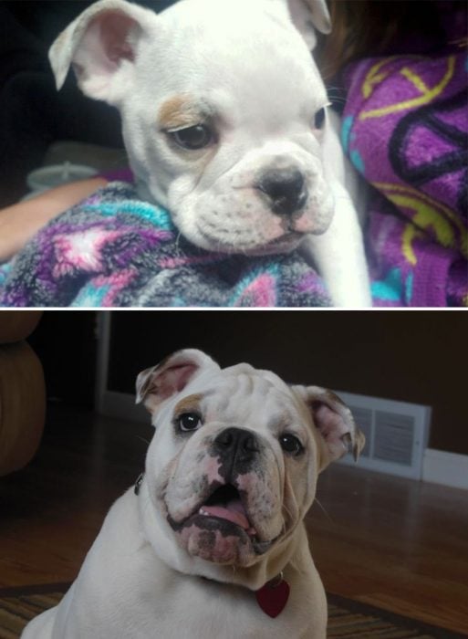 Perro antes y después de crecer 