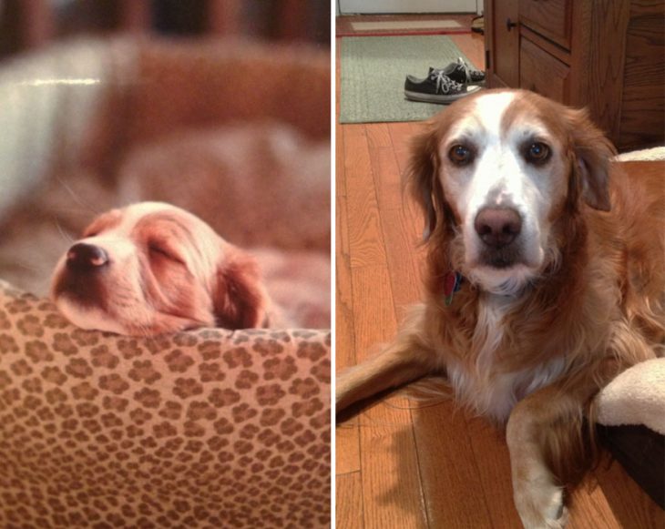 Perro antes y después de crecer dormido en la misma cama que cuando era pequeño