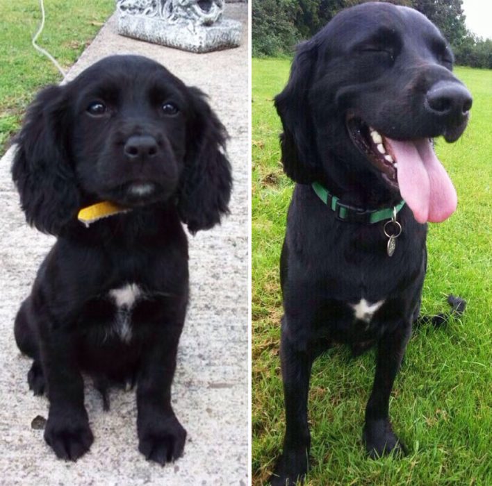 Perro antes y después de crecer parado afuera de su casa 