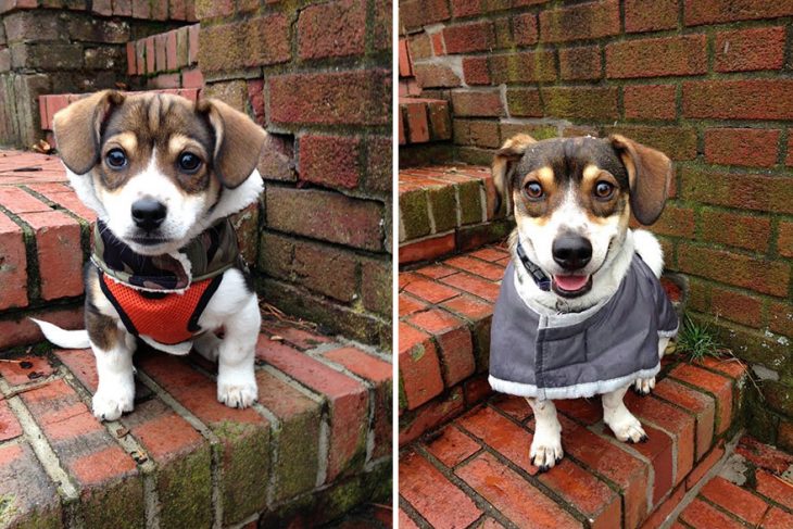 Perro antes y después de crecer parado sobre unas escaleras un año después de haber crecido 