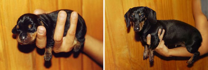 Perro antes y después de crecer en la mano de su dueño 