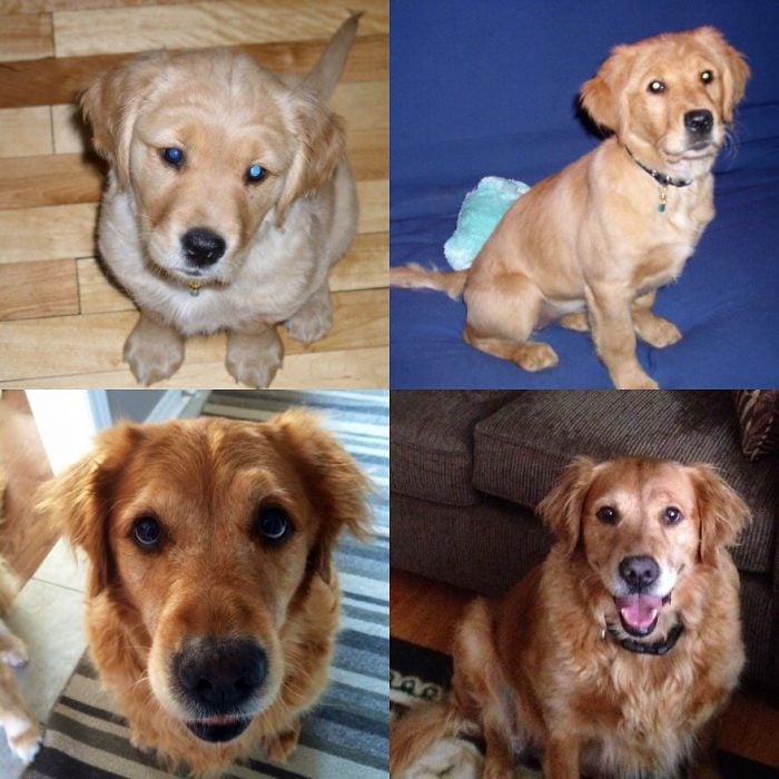 Perro antes y después de crecer su evolución en 10 años