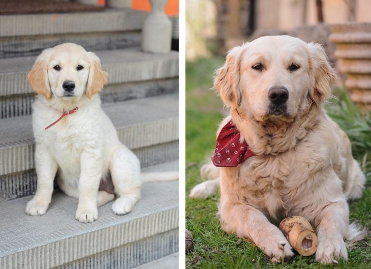 Perro antes y después de crecer sentado en las escaleras de una casa 