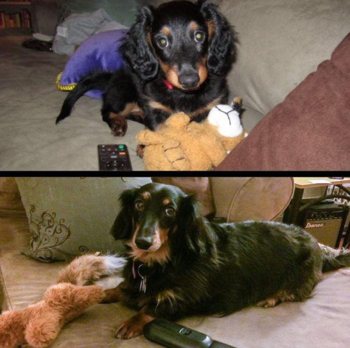 Perro antes y después de crecer recostado en un sofá